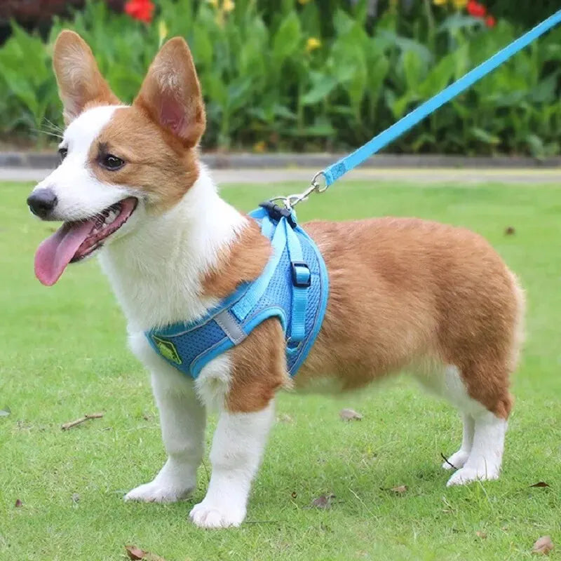 Reflective Dog Harness & Leash Set — Safety Walking Gear