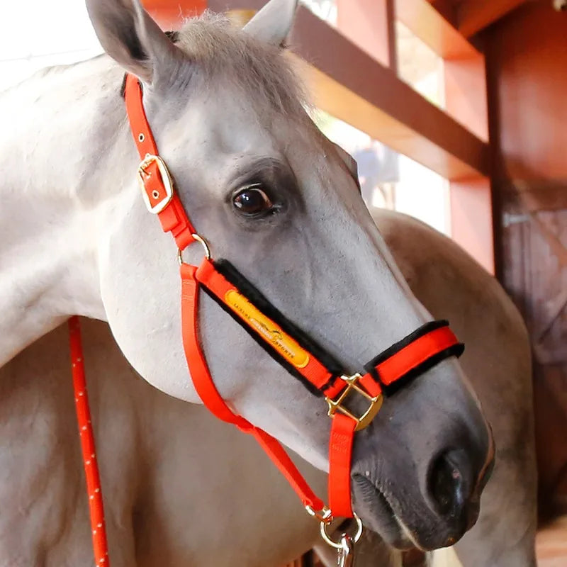 Horse Halter — Adjustable, No Ear Cover