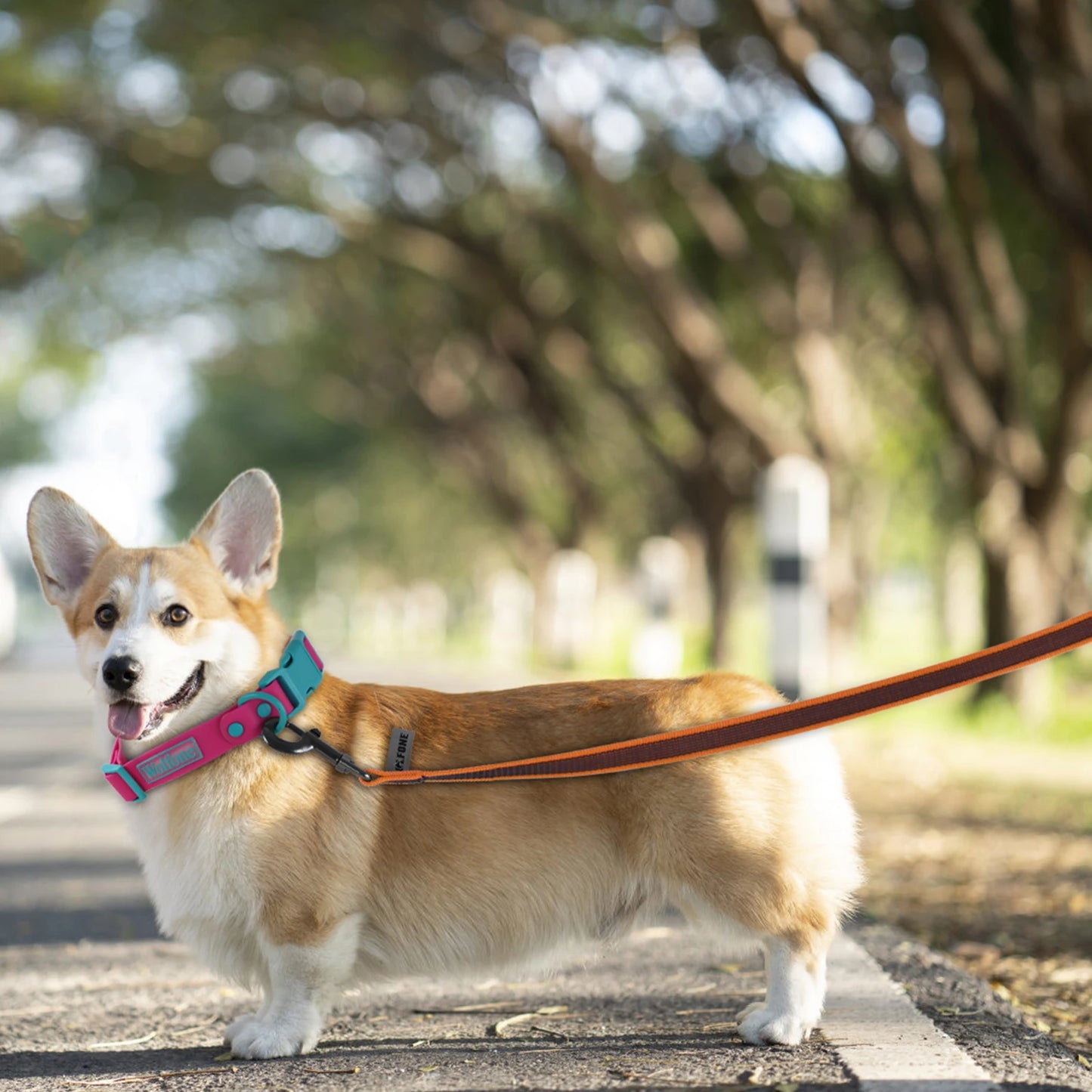Long Dog Leash — 1.5m, 2m, 3m, 5m, 10m & 15m Options for Small, Medium & Large Dogs