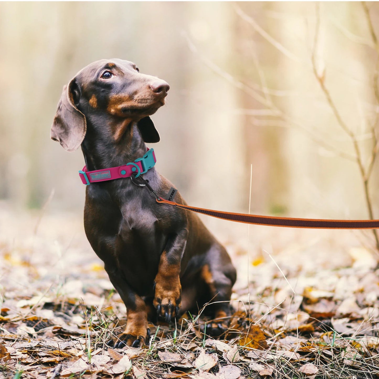 Long Dog Leash — 1.5m, 2m, 3m, 5m, 10m & 15m Options for Small, Medium & Large Dogs