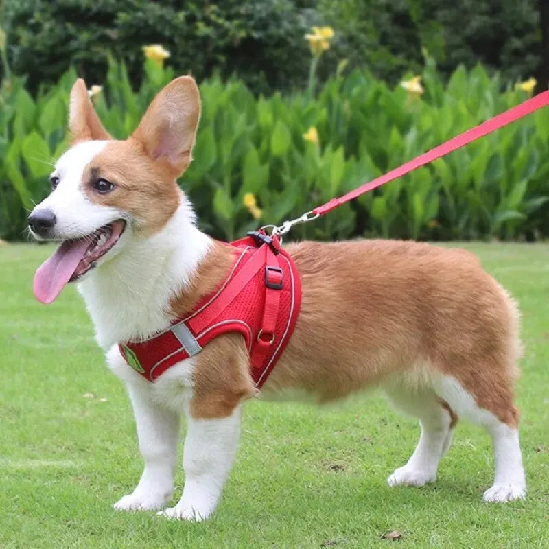 Reflective Dog Harness & Leash Set — Safety Walking Gear