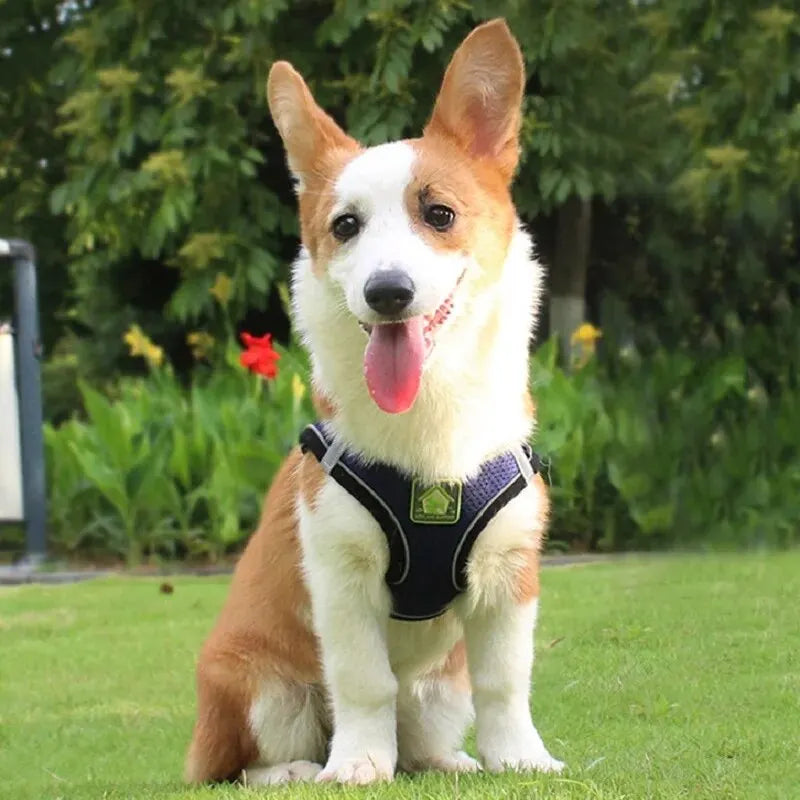 Reflective Dog Harness & Leash Set — Safety Walking Gear