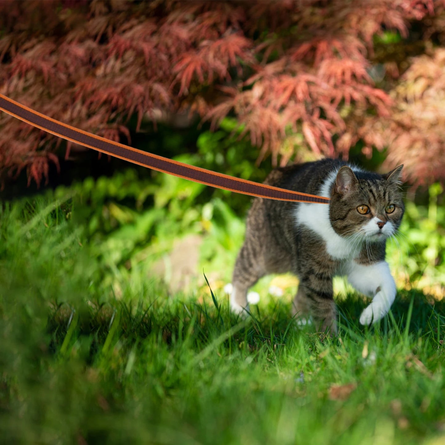Long Dog Leash — 1.5m, 2m, 3m, 5m, 10m & 15m Options for Small, Medium & Large Dogs