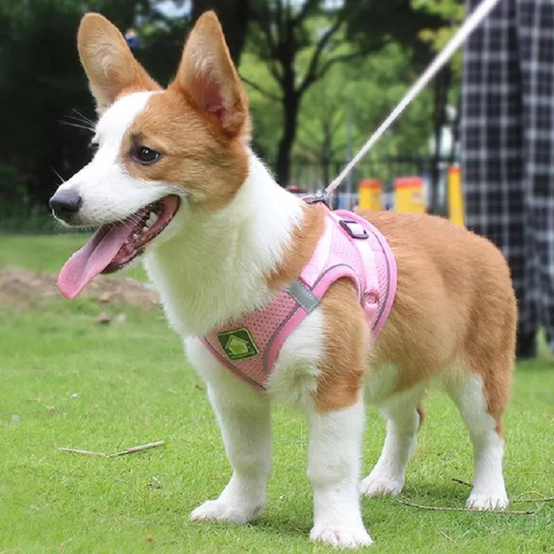 Reflective Dog Harness & Leash Set — Safety Walking Gear